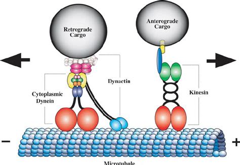 cinesina|Kinesin.